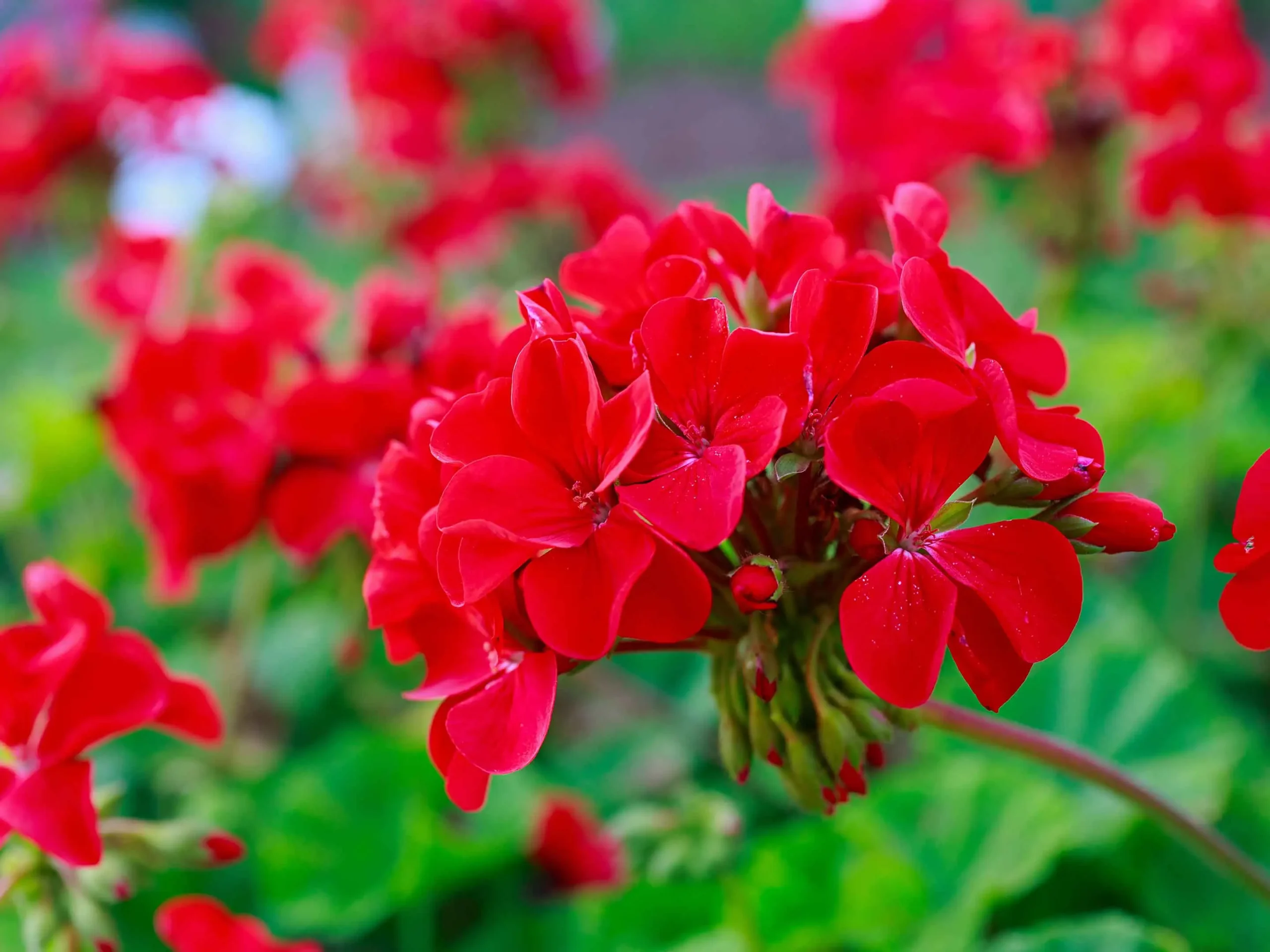Gerani al massimo splendore: ecco la strategia vincente per una fioritura straordinaria questa primavera