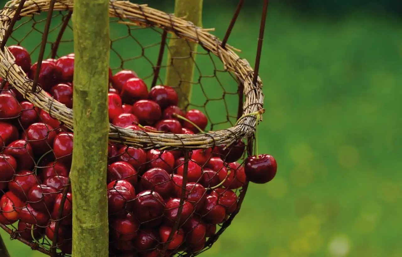 I benefici del succo di ciliegia per la salute del cuore Immagine selezionata