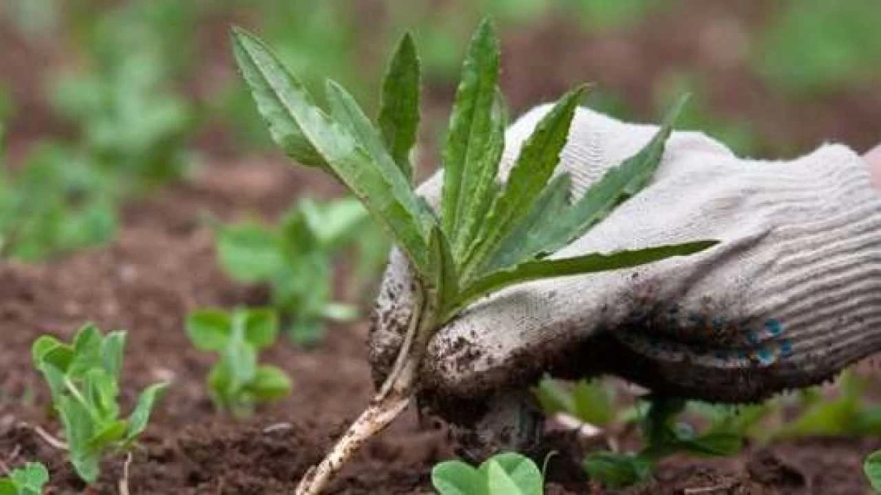 Queste erbacce minacciano le coltivazioni: attenzione ai rischi