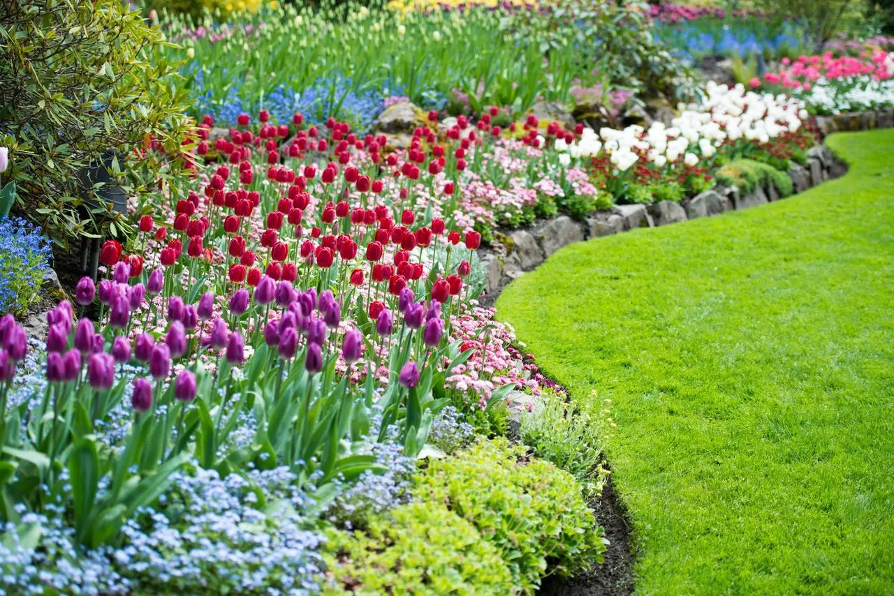 Il trucco per un giardino sempre fiorito, l’arbusto poco noto che regala colori tutto l’anno Il trucco per un giardino sempre fiorito, l’arbusto poco noto che regala colori tutto l’anno
