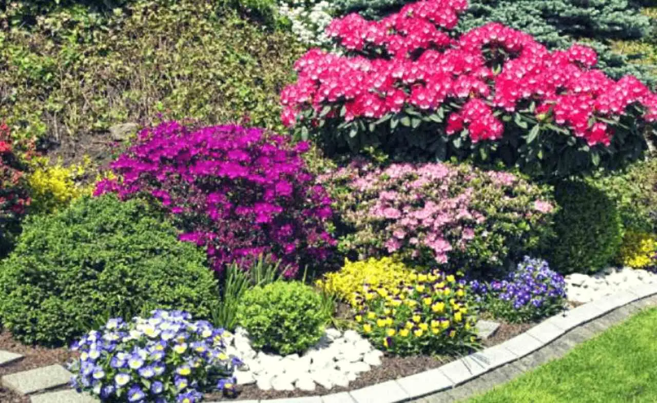 Il trucco per un giardino sempre fiorito, l’arbusto poco noto che regala colori tutto l’anno Il trucco per un giardino sempre fiorito, l’arbusto poco noto che regala colori tutto l’anno