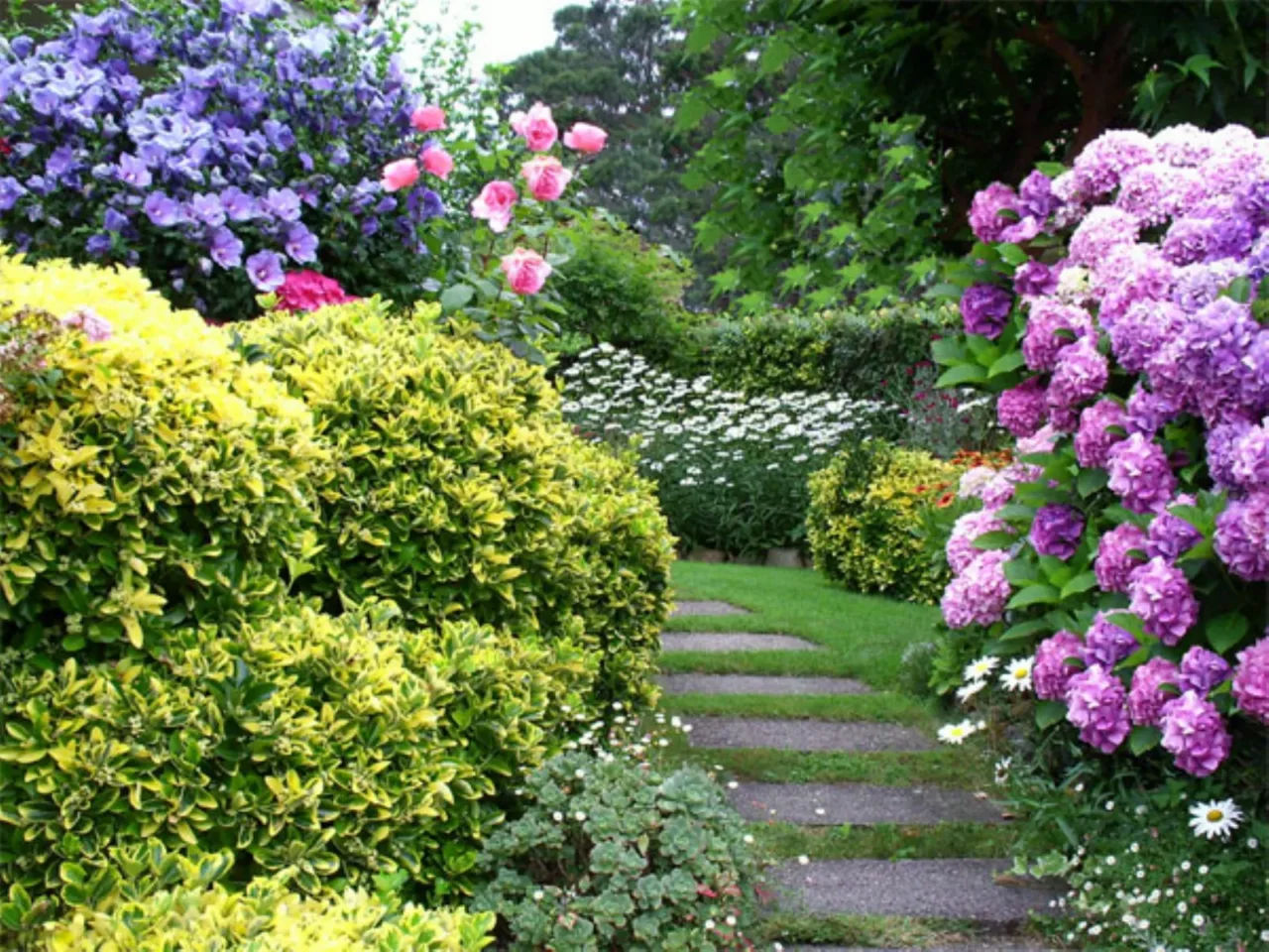 Il trucco per un giardino sempre fiorito, l’arbusto poco noto che regala colori tutto l’anno Il trucco per un giardino sempre fiorito, l’arbusto poco noto che regala colori tutto l’anno